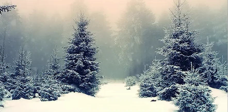 1731185967841.webp