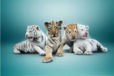 1750948655531.webp