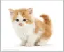 1750835312826.webp